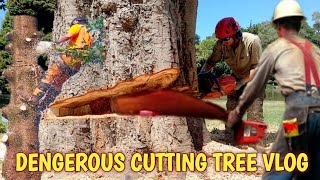 Dangerous fastest cutting tree fails skill with chainsaw | cutting a limb safely over a house 