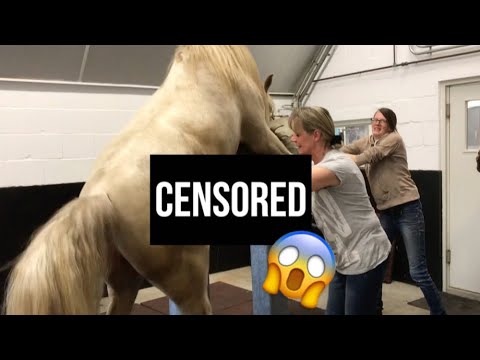 MY STALLION BREEDING FOR THE FIRST TIME! - YouTube