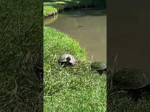 Video: Los Angeles Zoo en Botanische Tuinen