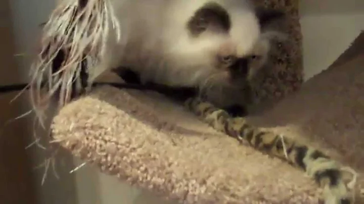 Video 909381: teacup himalayan, himalayan female