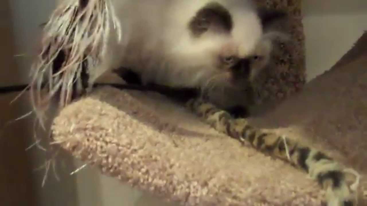 Paz4PlayCattery.com Teacup Seal Point Himalayan Female