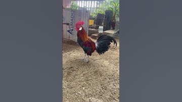 Gà rừng f1, thẩm giọng giúp em với