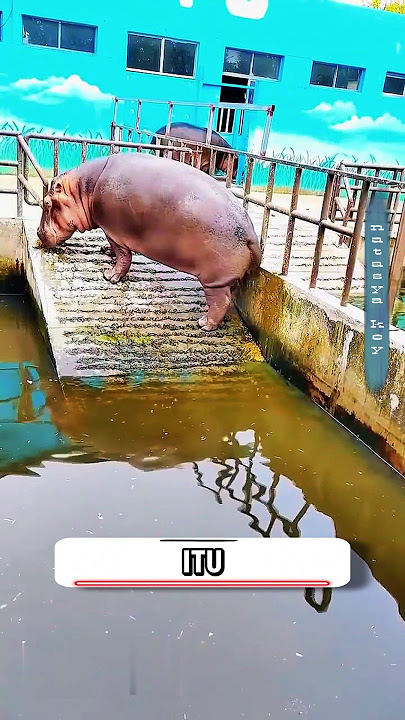Download lagu Saat buang air besar,kuda nil mengibaskan ekornya,membuat kotoran terciprat ke segala arah