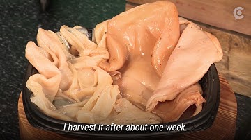 Kombucha Couture creates sustainable designs from fabrics made out of bacteria