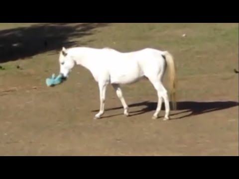 QUÉ PASA CON LOS CABALLOS - YouTube