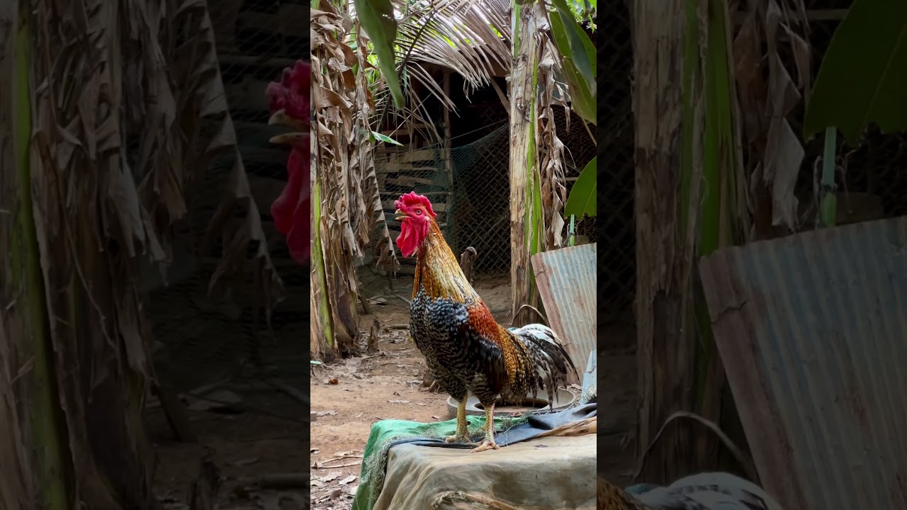 Master rooster 🐓 crowing 