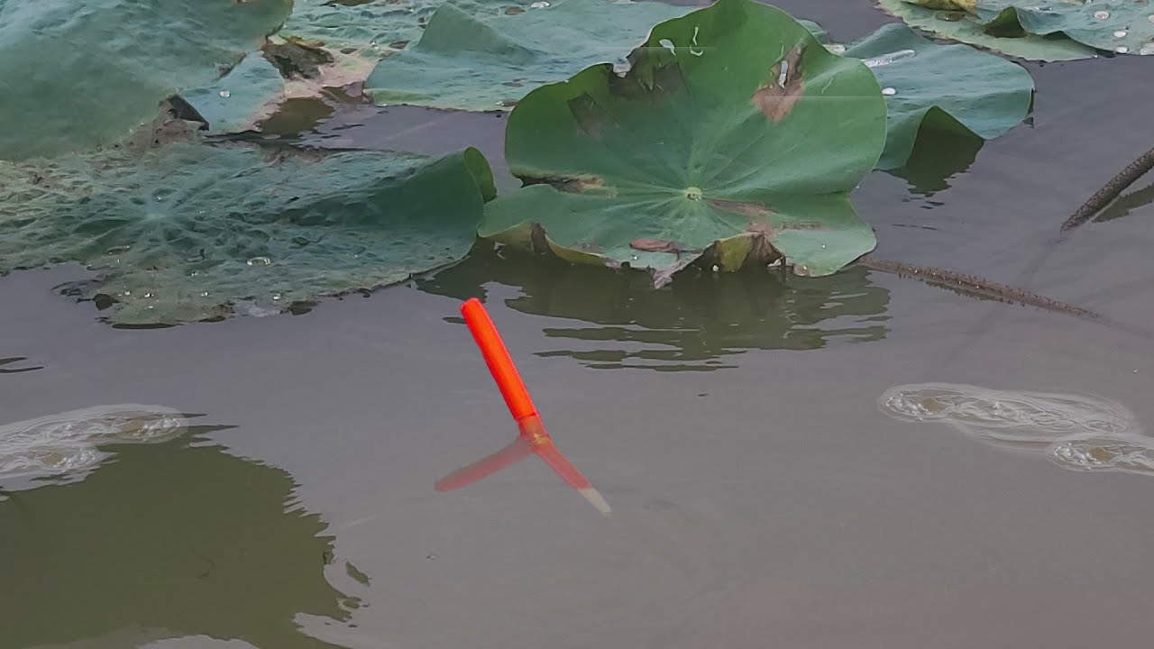 Câu Cá Rô Đồng , Trưa Nắng Giật Liên Tục Bầy Cá Rô Đồng Háo Ăn Dưới Ao Sen