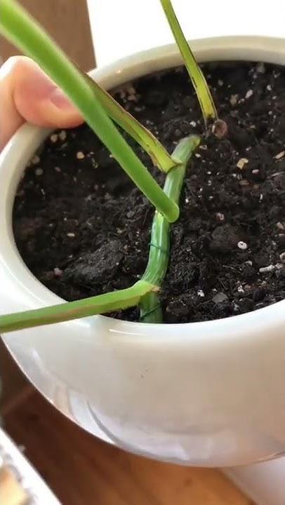 Черенкую эпипремнум золотистый, он же сциндапсус🌱 #goldenpothos#pruning ...