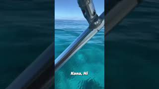 Follow me for more adventures! This is in Kona, Hawaii #hawaii #aloha #bigisland #kona #whale