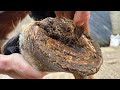 This horses frog is just peeling away hoof restoration