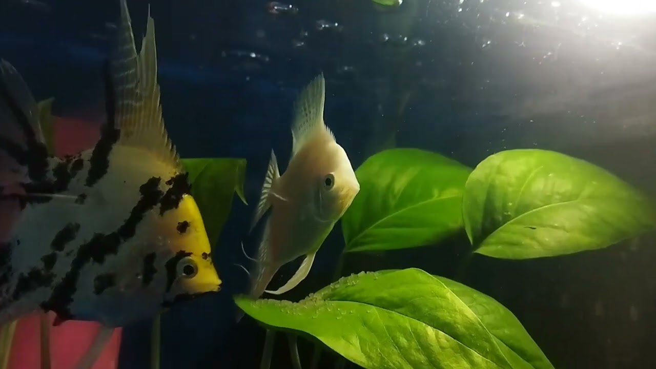 cara budidaya ikan manfish