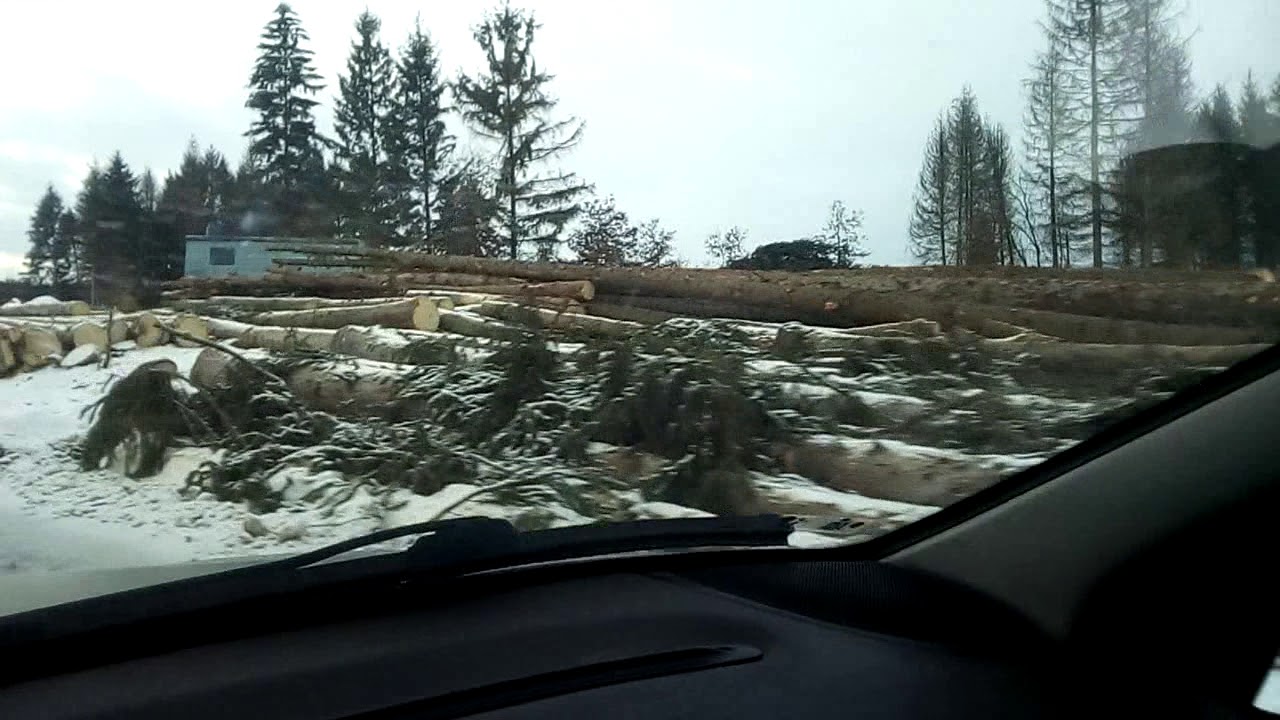 Defrisare padure de brad in sat Livada, Cluj.