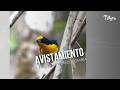 Avistamiento de nueva ave en Colombia - TvAgro por Juan Gonzalo Angel