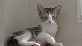 Free pet adoptions designed to reduce overcrowded shelters