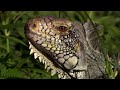ANACONDA VS PREY | Fight for Survival in the Amazon | Ultra HD