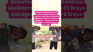 Domates Üreti̇ci̇si̇ Dişaridan Domatesi̇ 25 Li̇raya Alacağimiza Tarladan 8 Li̇raya Alin Di̇ye Seslendi̇..