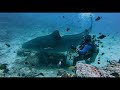 Cathedral shark dive in beqa lagoon fiji