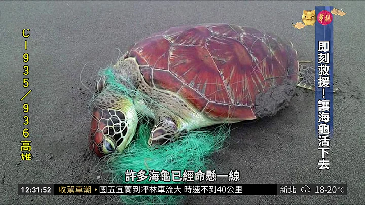 海洋生態悲歌 海龜誤食垃圾身亡 | 華視新聞 20190209 - 天天要聞