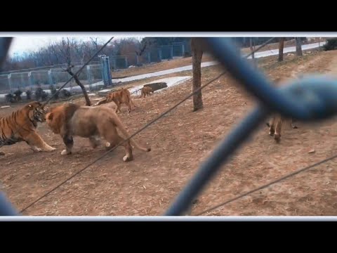 Male lion asserts