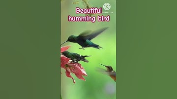 beautiful humming bird #birds #hummingbird#viral #shortsfeed