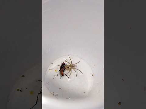Голодный паук атакует муху (Hungry spider attacks fly). #spider #scary #fly