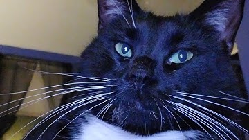 Gifts for Cats!Helping you shop by showing you the things my cats love and hopefully yours will too!