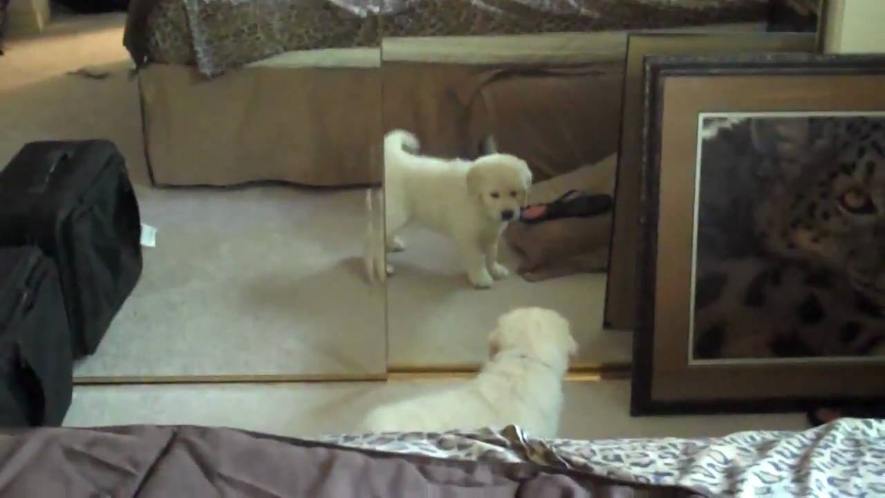 Mirror Dance ~ Talini Fire and Ice ~ 7 weeks