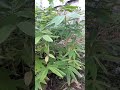 Giant Bamboo Dendrocalamus Asper Seedlings Nature Bamboo Bamboohouse Garden Bambooforest Giant Bamboo Dendrocalamus Asper Seedlings Nature Bamboo Bamboohouse Garden Bambooforest