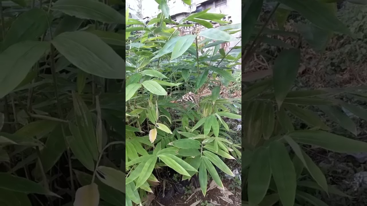 Giant bamboo (Dendrocalamus Asper Seedlings) 