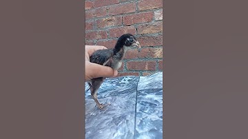 aseel Java chicks video