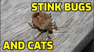 What Happens If My Cat Eats A Stink Bug?