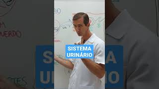 Rins e as etapas de produção de urina. Confira a aula na playlist de Anatomia!
