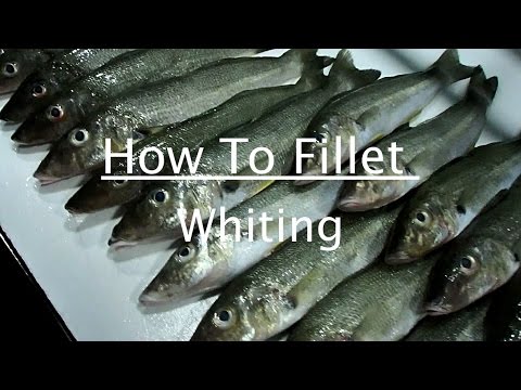 How To Fillet A Whiting In 4 Easy Steps キスのおろし方 Youtube How To Fillet A Whiting In 4 Easy Steps キスのおろし方 Youtube