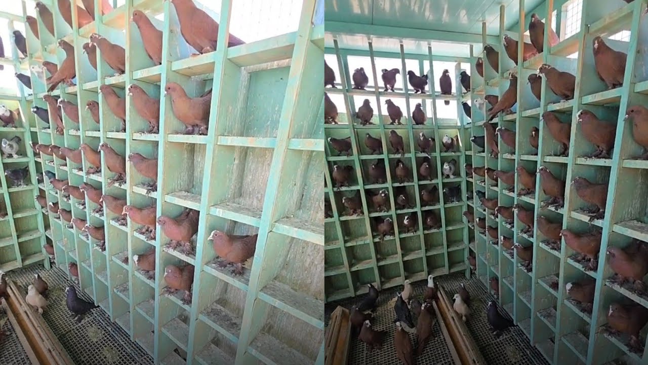 طيور خط اول مال كابتن حيدر حردان اخذوهن اخوتنه المحافضات 