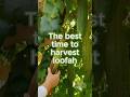When to harvest loofah   #loofah #luffa #harvest #shorts