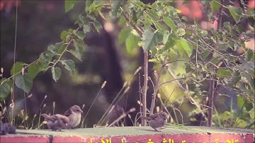 The Holy Quran - Surah 079 - An-Nazi`at  سورة النازعات , by Hossam Alagawi -الشيخ حسام الأجاوى
