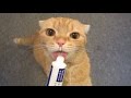 歯磨き粉が大好きな猫 Cat favorite toothpaste
