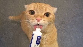 歯磨き粉が大好きな猫 Cat favorite toothpaste