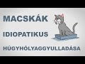 Macskák idiopatikus húgyhólyaggyulladása - csak egyszerűen