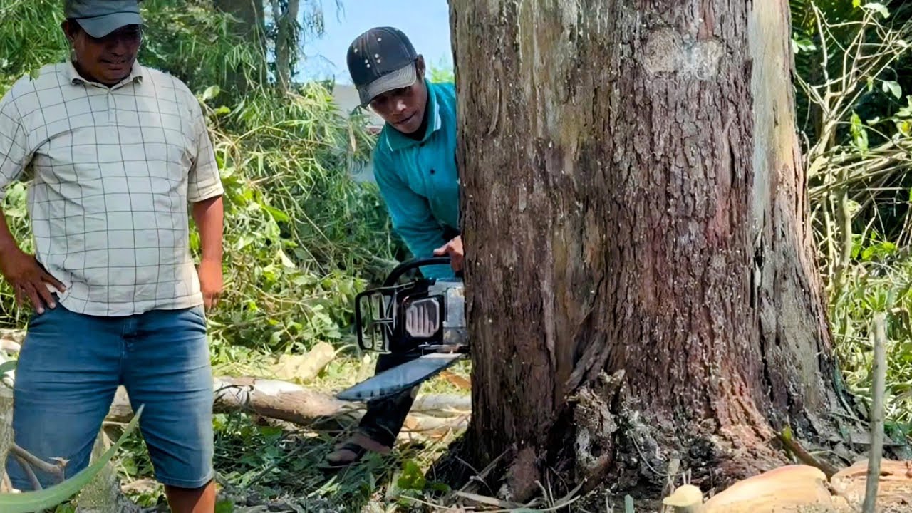 Распиловка большого эвкалипта, недалеко от рынка Винь Кхань, высокотехнологичная распиловка деревьев