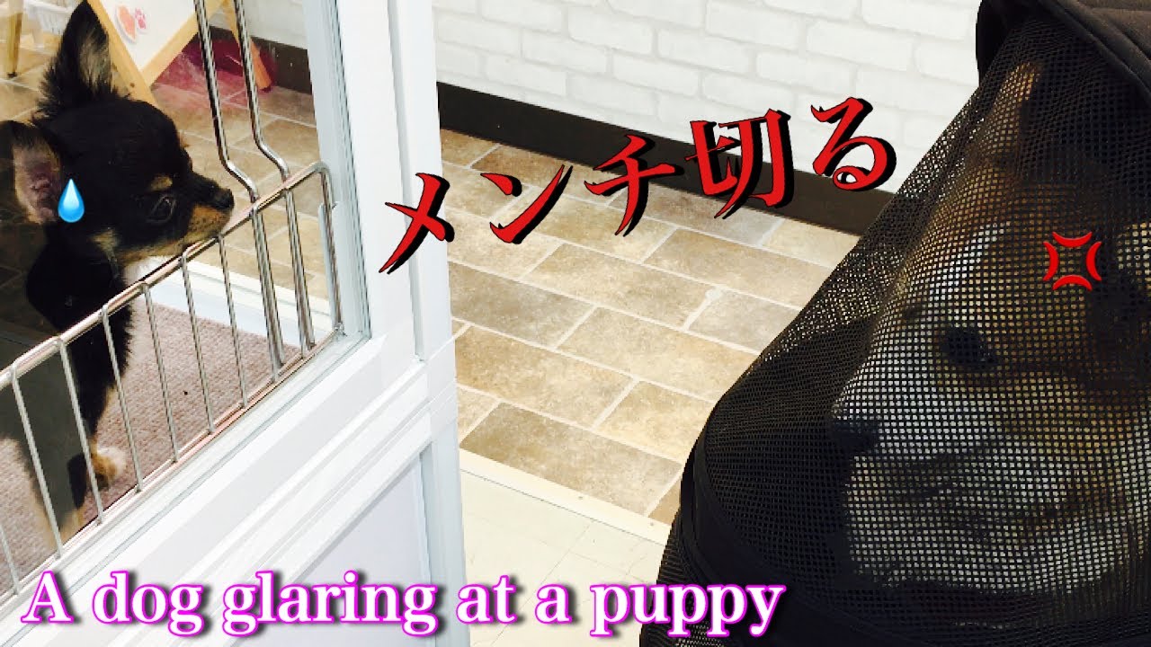 コーギー 子犬にメンチ切る A Dog Glaring At A Puppy 犬 Youtube コーギー 子犬にメンチ切る A Dog Glaring At A Puppy 犬 Youtube