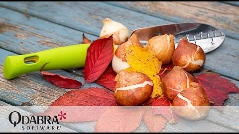 Time to Start Developing Forms Again: Qdabra Free Webinar