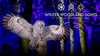 Winter Woodland Lights At The Hawk Conservancy Trust