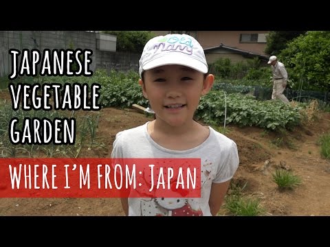 Video: Japanse groenteplanten – Groenten uit Japan kweken in je tuin