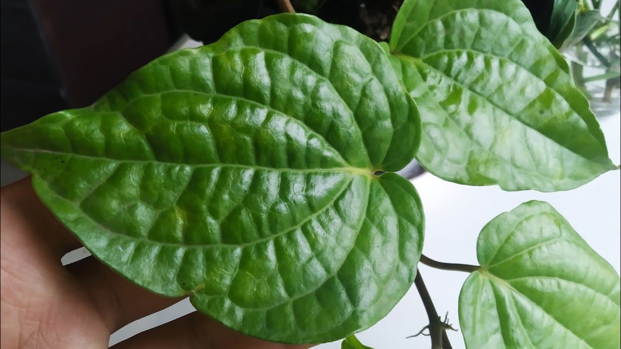 Plant care#11 | How to care betel leaf plant for a better growth? | biosphereflora |