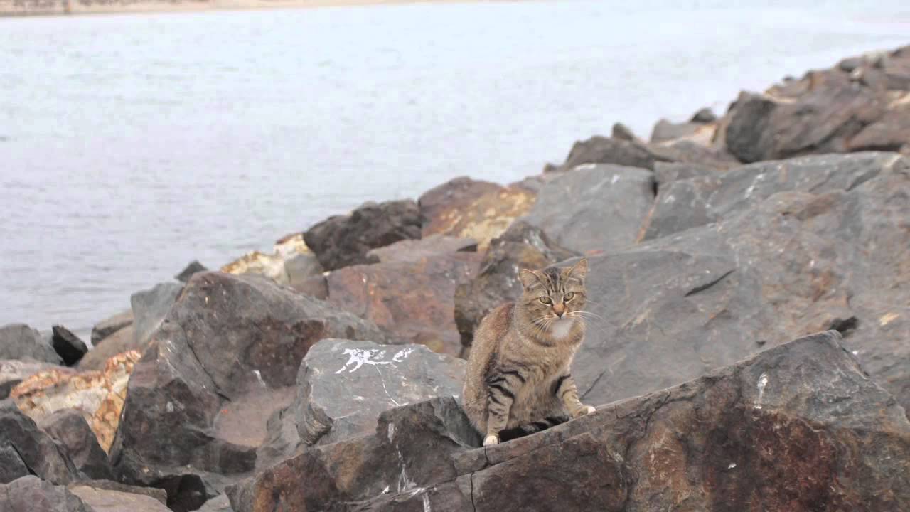 The San Diego River jetty cats
