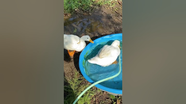 Did you know you can eat duck eggs??? #shorts