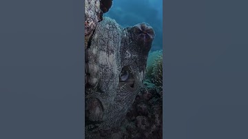 سورة الرحمن | تلاوة خاشعة من الشيخ ياسر الدوسري #القرآن_الكريم #ياسر_الدوسري