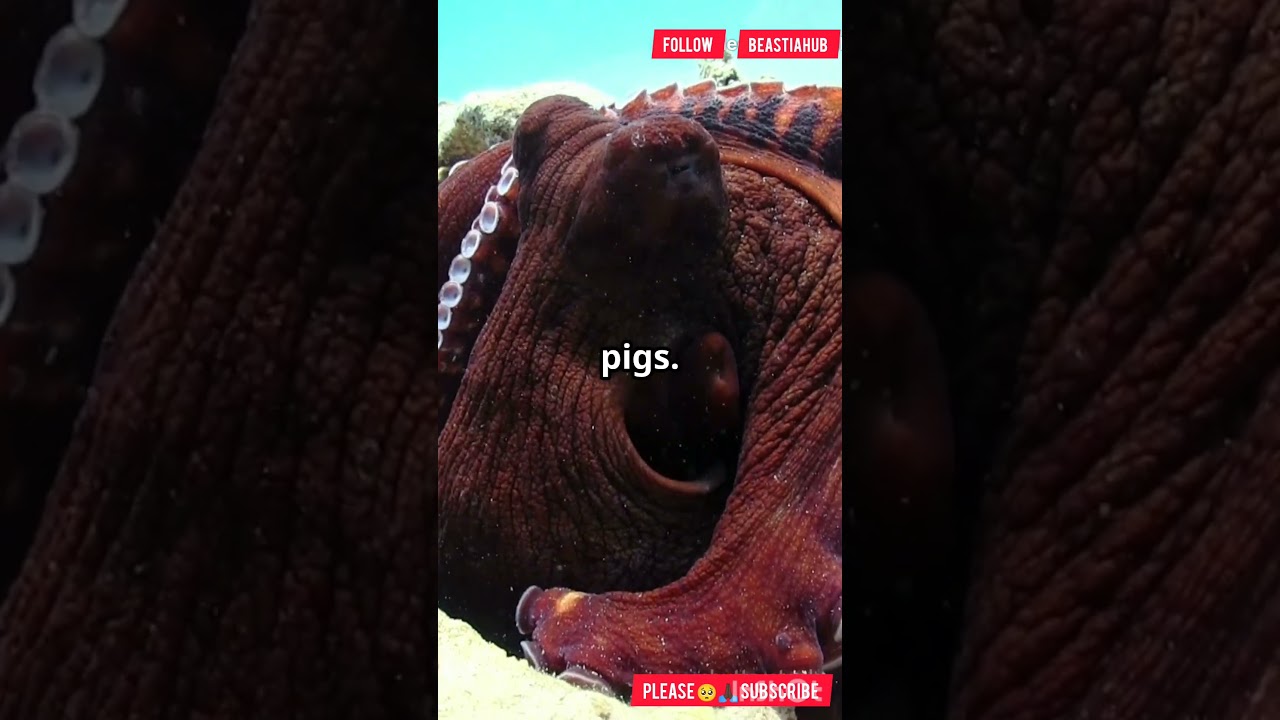 Three Animals Smarter Than You Think! 