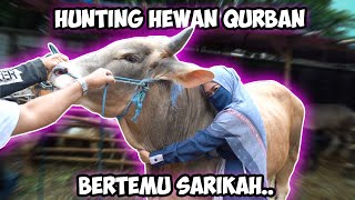 HUNTING HEWAN QURBAN 2020. Detik-Detik Ketemu Sarikah Menangis 🥺